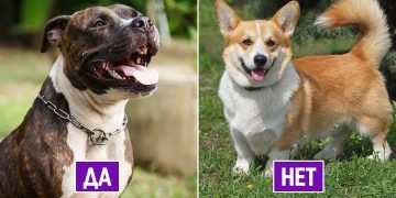 Лучшие породы собак для детей