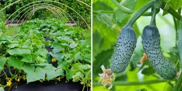 Лунный день для посадки огурцов