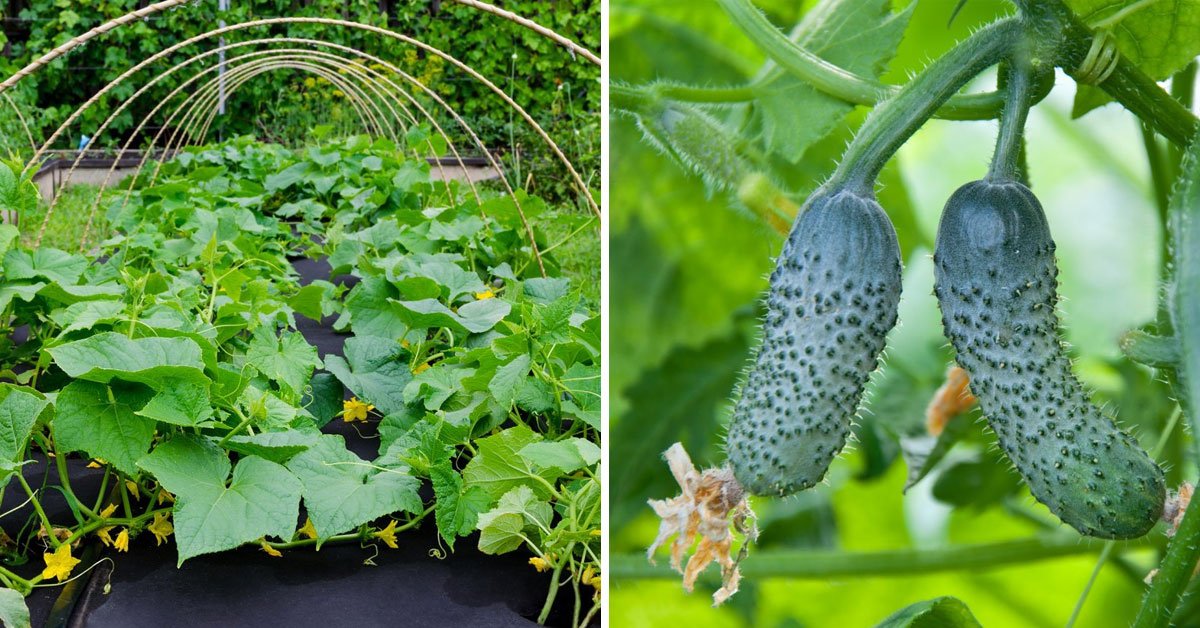 Лунный день для посадки огурцов