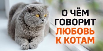 любовь к кошкам