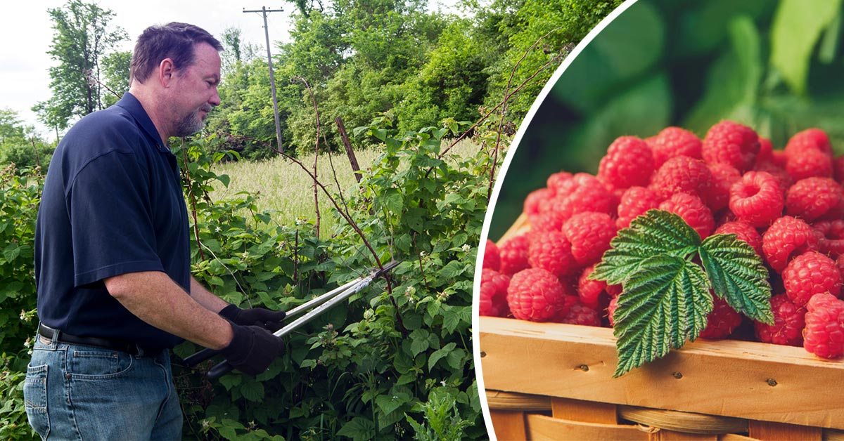 малина весной