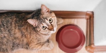 Миска для кота