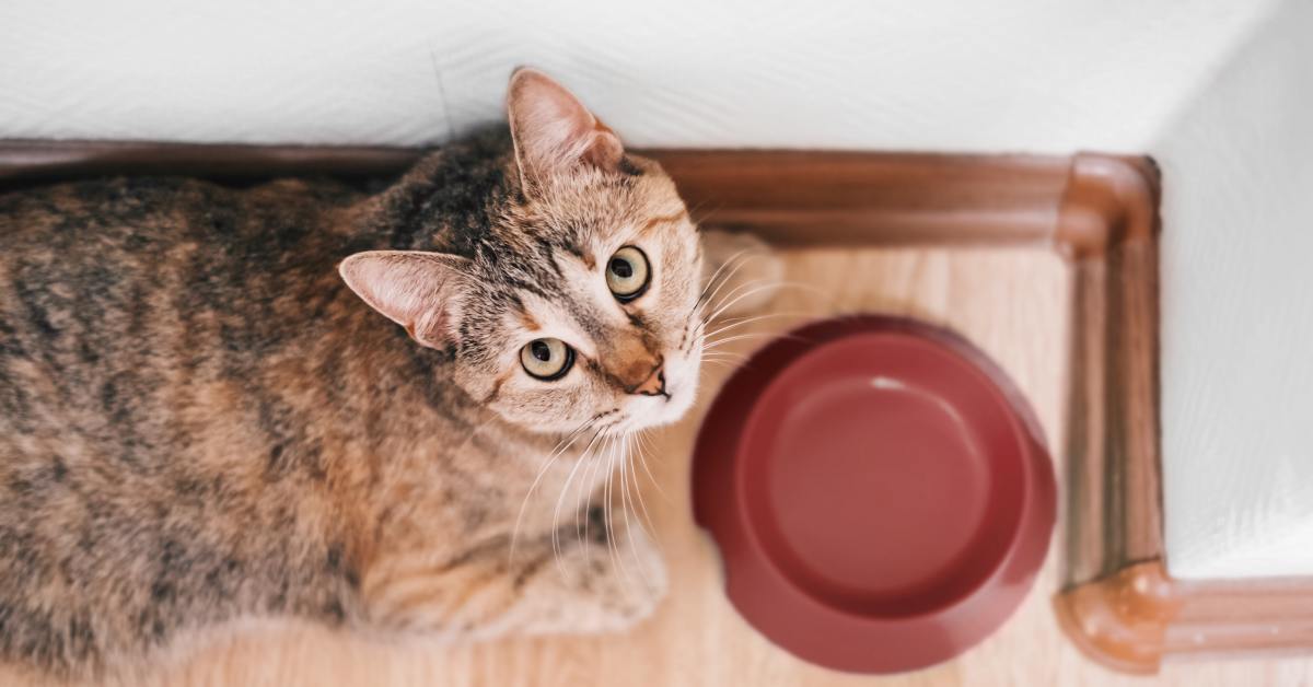 Миска для кота