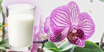 молоко для орхидеи