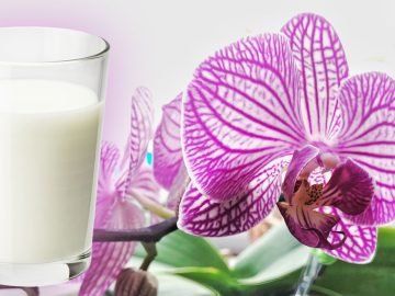 молоко для орхидеи