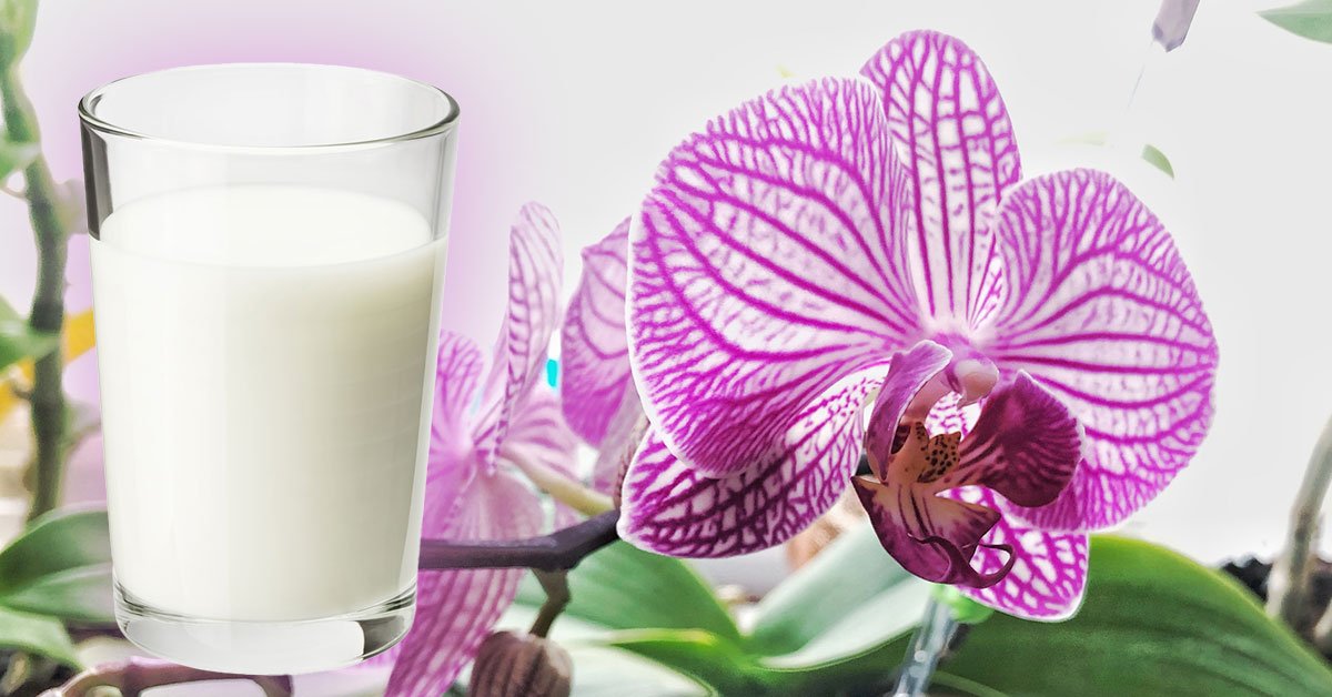 молоко для орхидеи
