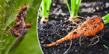 морковная муха