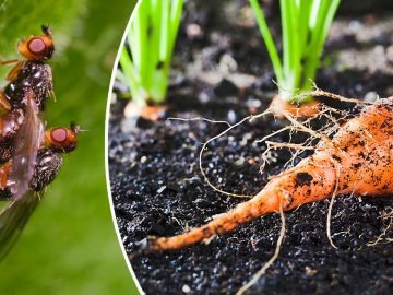 морковная муха