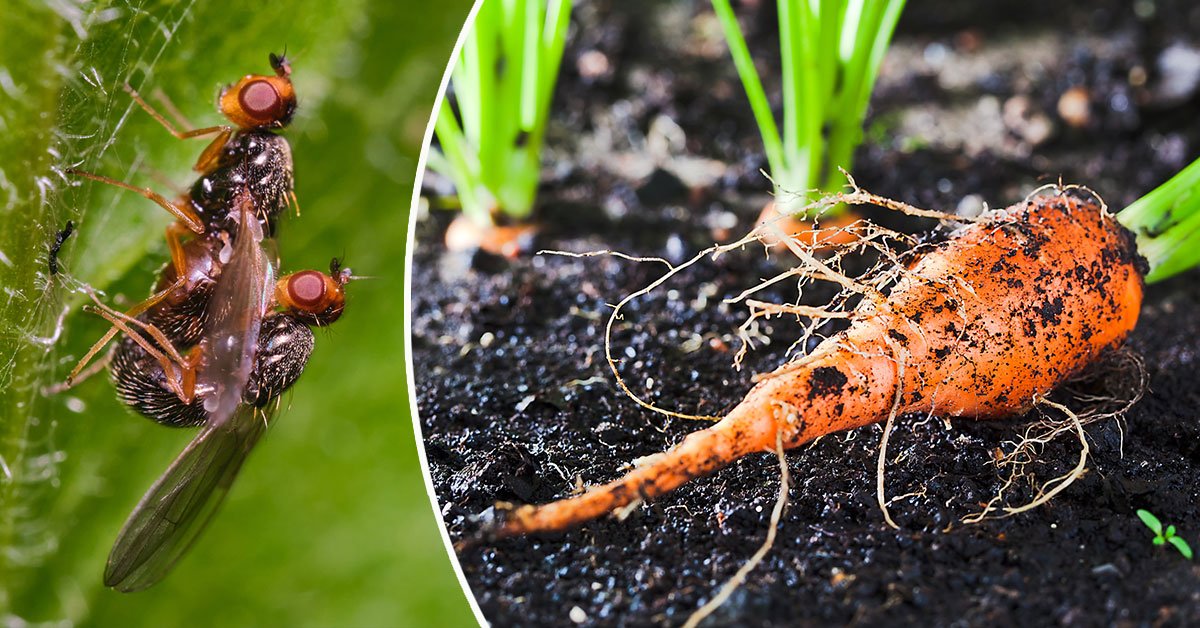 морковная муха