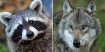 на каких животных похожи женщины