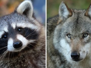 на каких животных похожи женщины