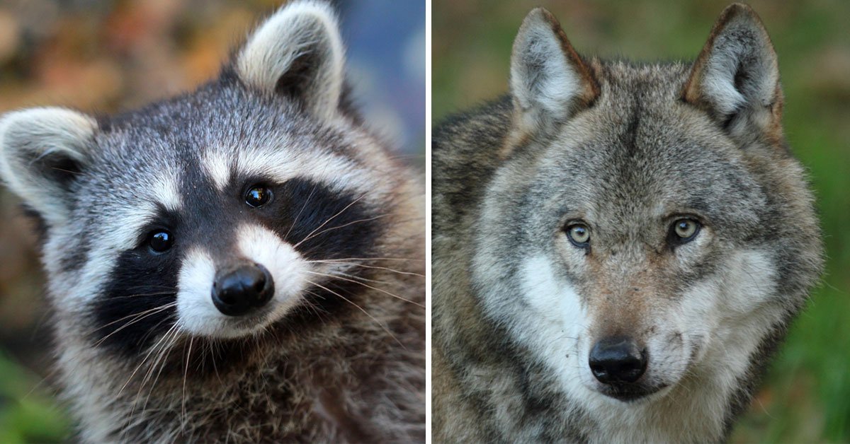 на каких животных похожи женщины