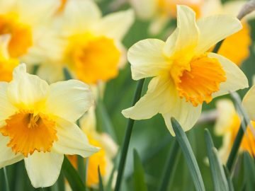 нарциссы