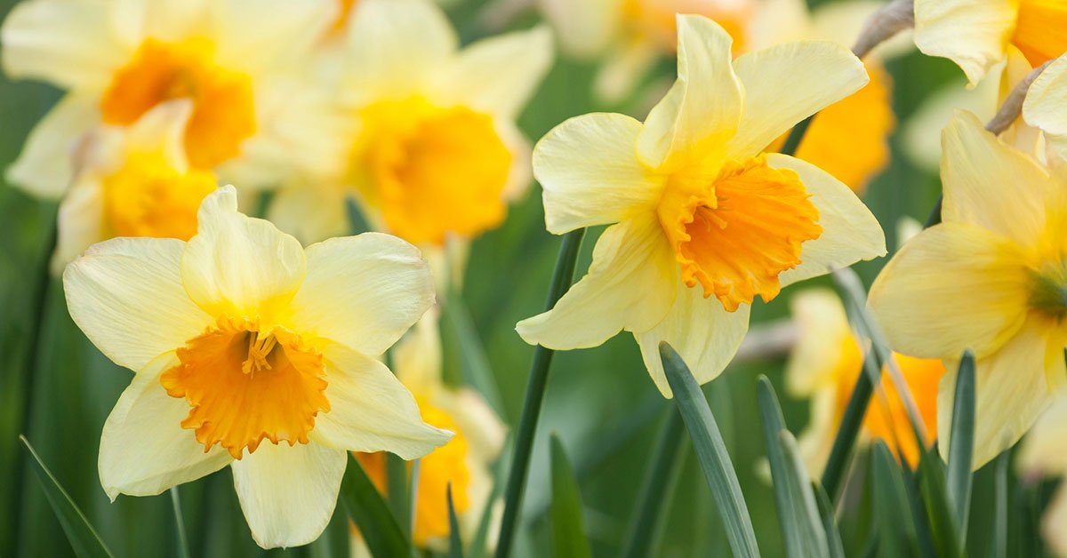 нарциссы
