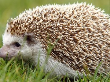 Найти ежа