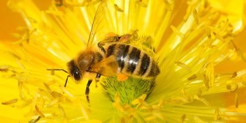 Найти пчелу