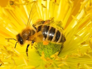Найти пчелу