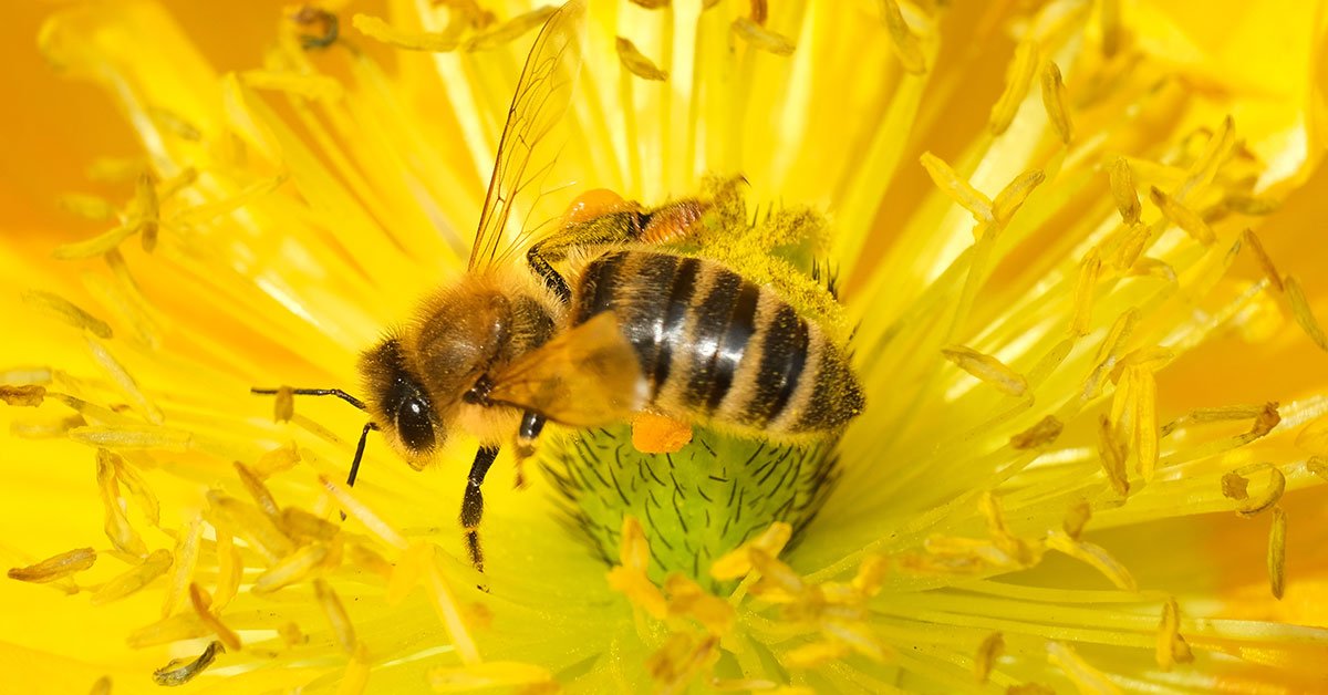 Найти пчелу