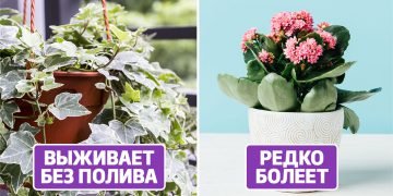 Неприхотливые растения