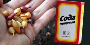 Обработка лука