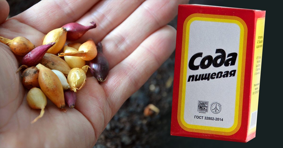 Обработка лука