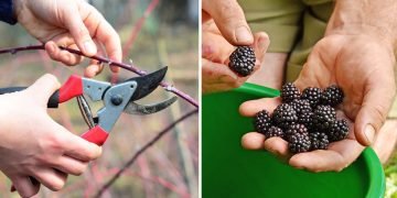 обрезка ежевики