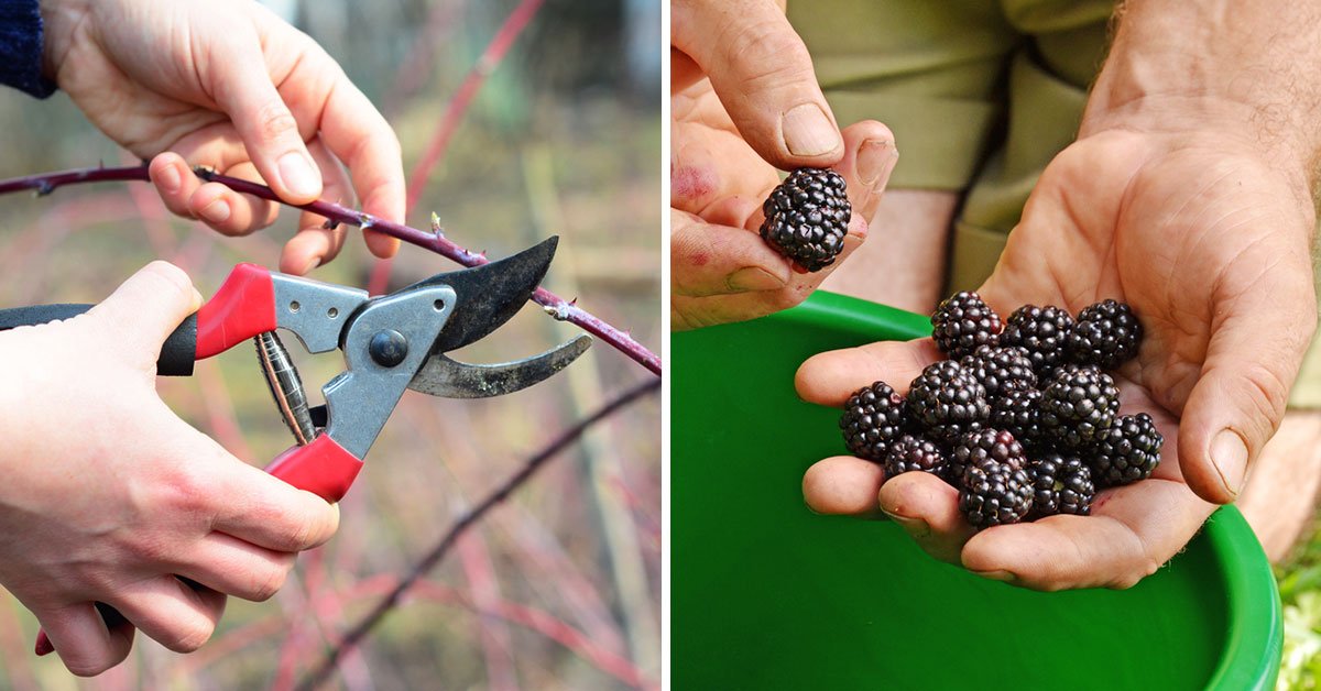 обрезка ежевики