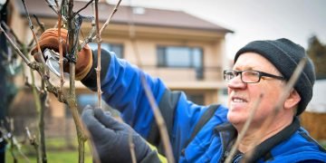 обрезка винограда