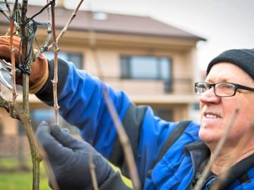обрезка винограда
