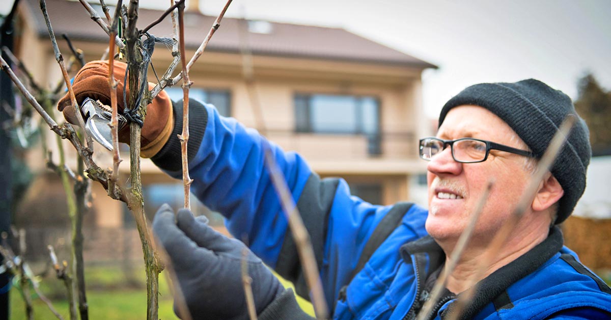 обрезка винограда