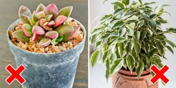 Опасные растения для человека