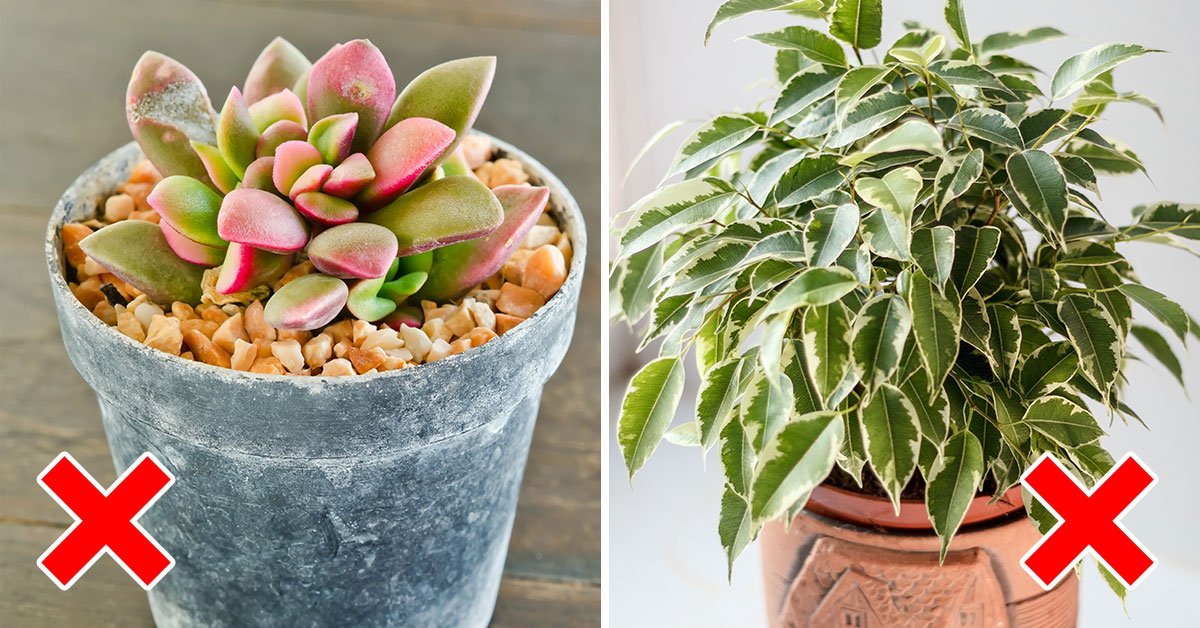 Опасные растения для человека