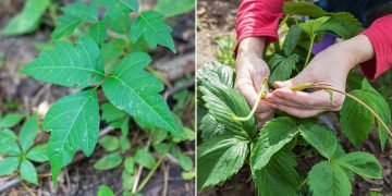 Опасные ядовитые растения