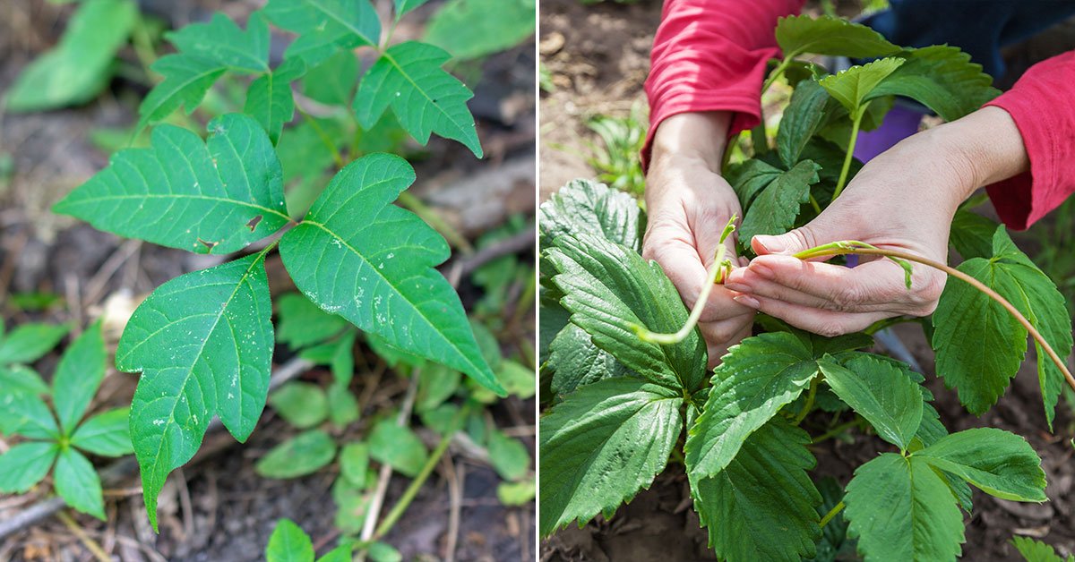 Опасные ядовитые растения