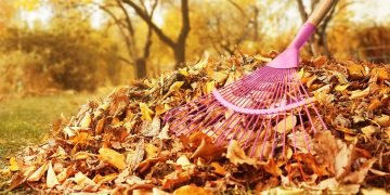 опавшие листья