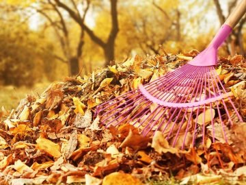 опавшие листья