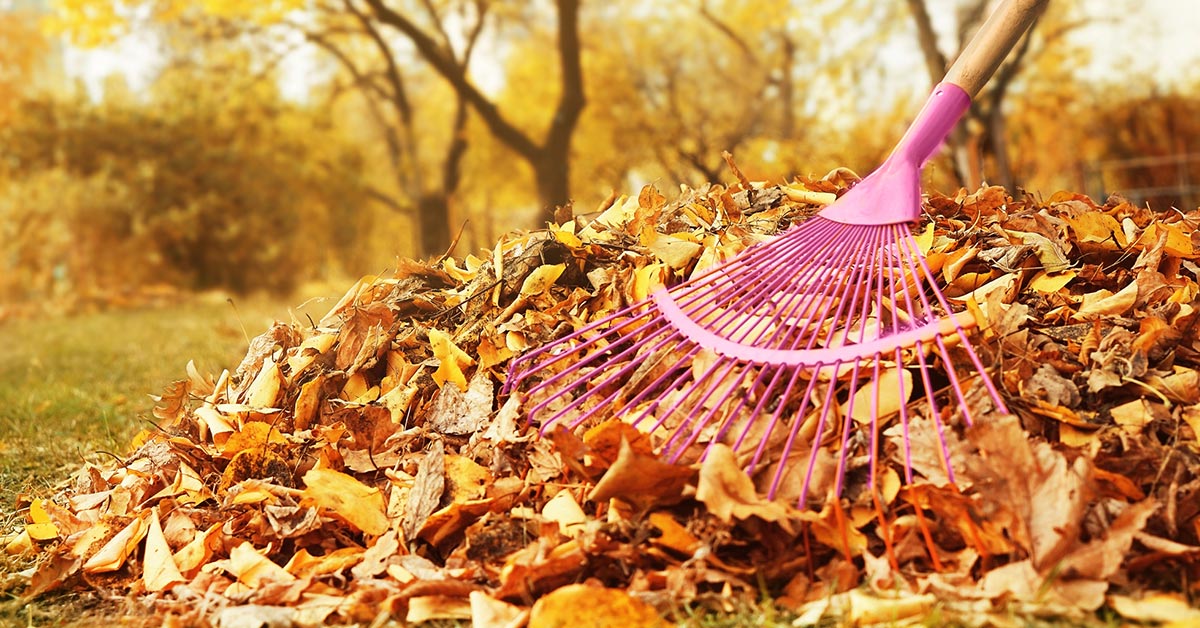 опавшие листья