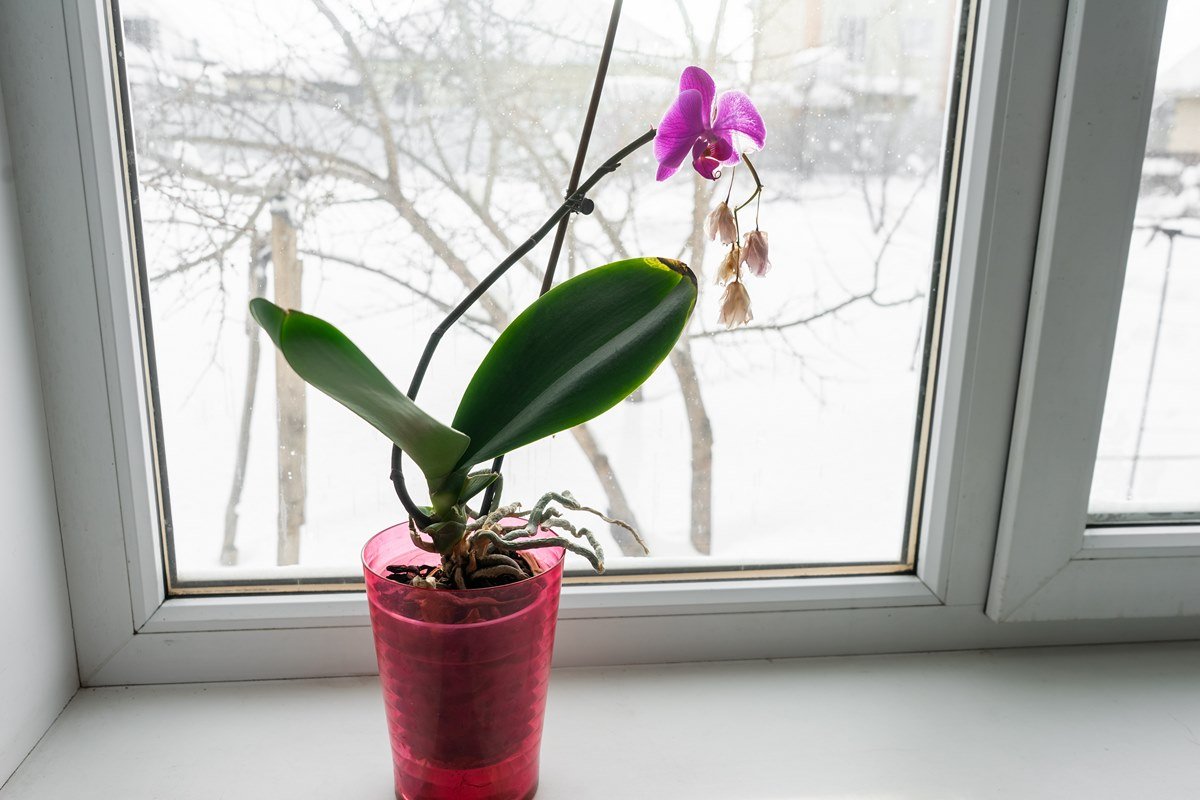 Орхидея дома
