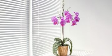 Орхидея дома