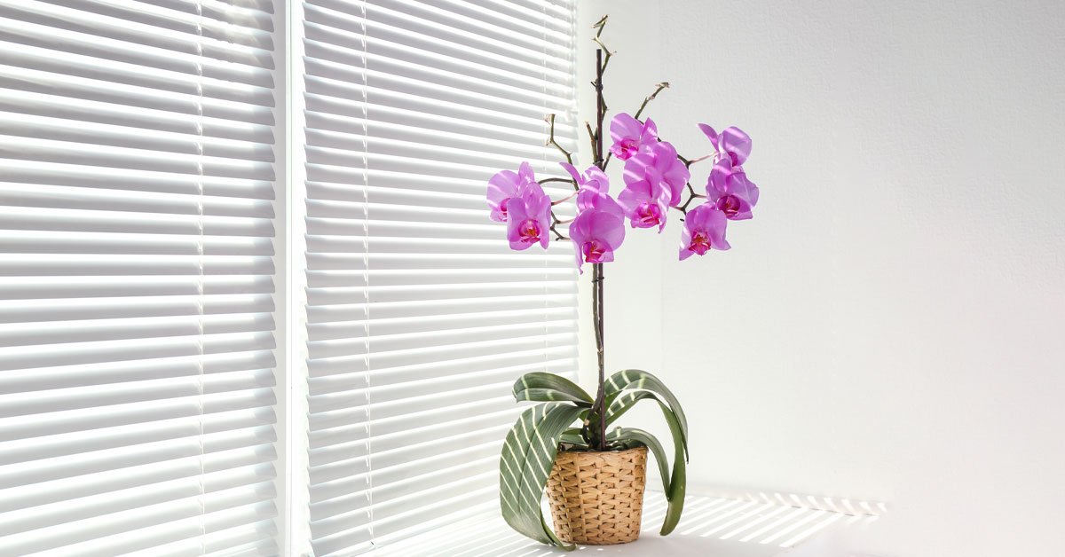 Орхидея дома