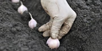 осенний чеснок