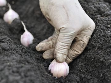 осенний чеснок