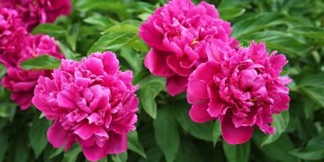 осенняя подкормка для пионов