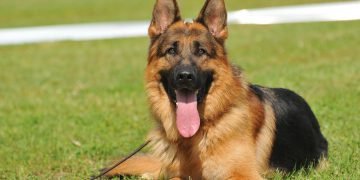 Отличие немецкой овчарки