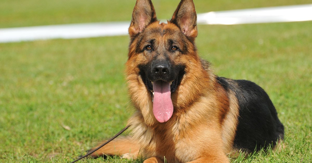 Отличие немецкой овчарки