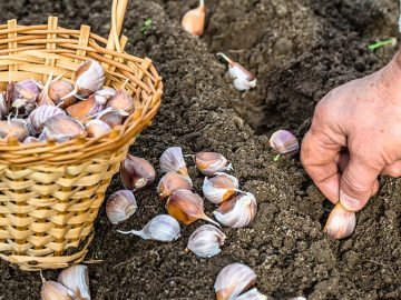 озимый чеснок