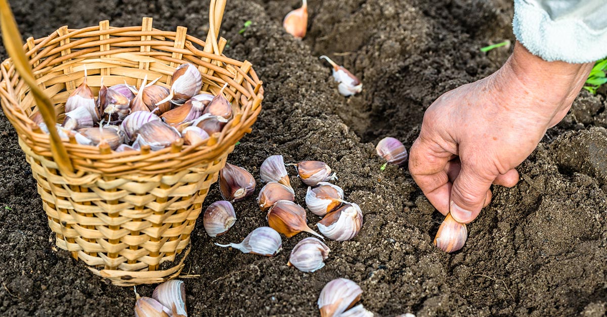 озимый чеснок