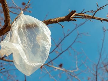 пакет на дереве