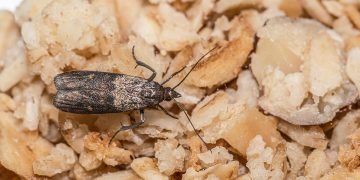 пищевая моль