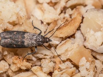 пищевая моль